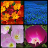 texas wildflower collection - sale!